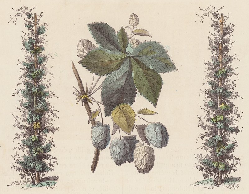 Hopfen für die Bierherstellung von French School