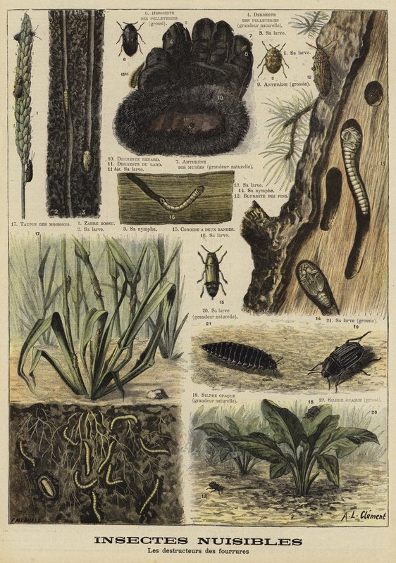 Insekten, die Pelzkleidung zerstören von French School