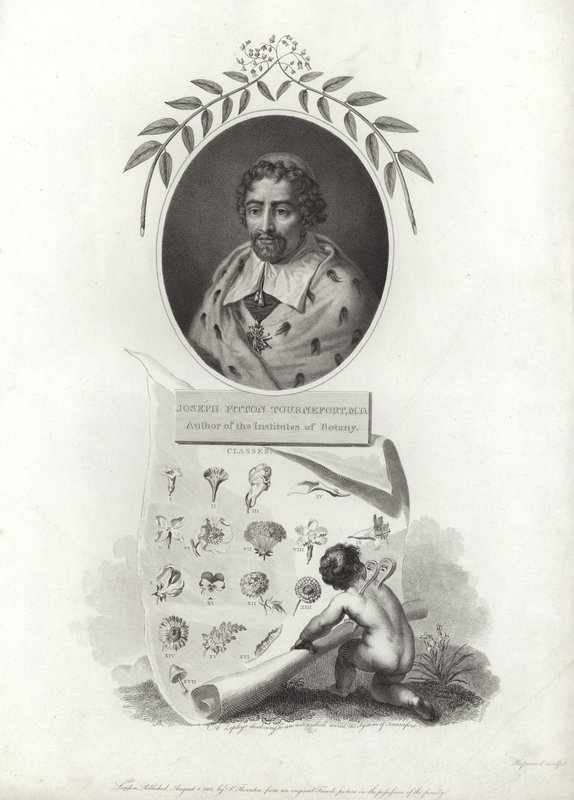 Joseph Pitton de Tournefort von French School