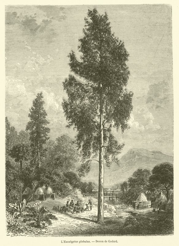 Der Eukalyptus globulus von French School