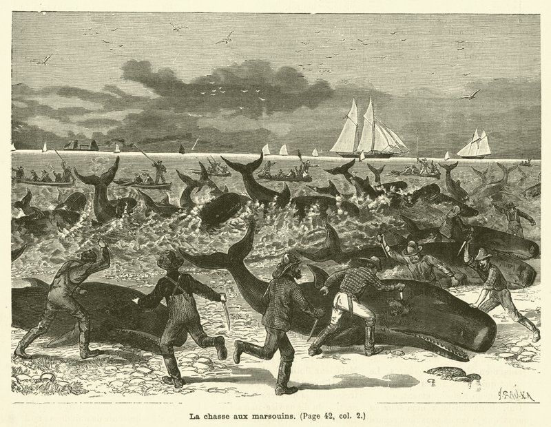La chasse aux marsouins (Stich) von French School