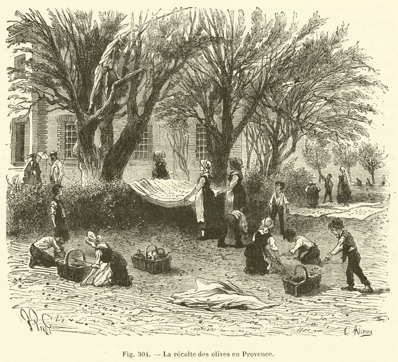 Olivenernte in der Provence von French School
