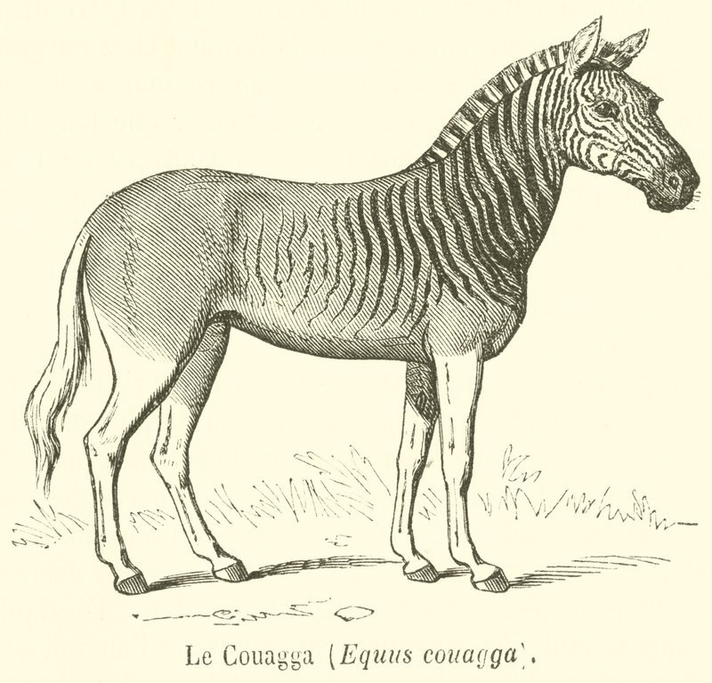 Der Quagga, Equus quagga (Stich) von French School