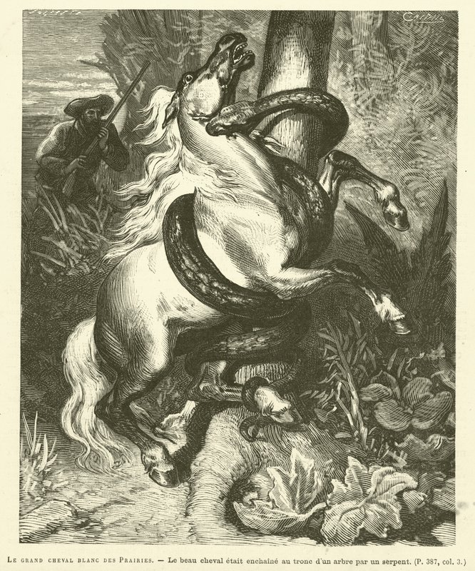 Das große weiße Pferd der Prärien (Gravur) von French School