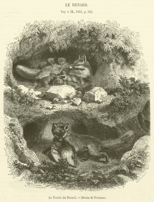 Der Fuchsbau (Gravur) von French School