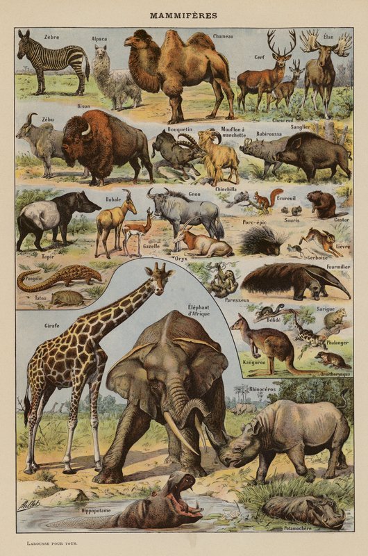 Säugetiere (Farblithografie) von French School