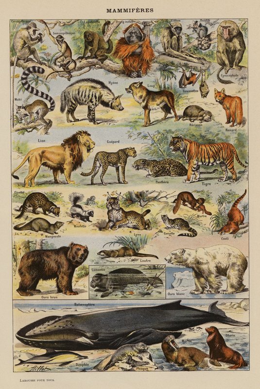 Säugetiere (Farblithographie) von French School