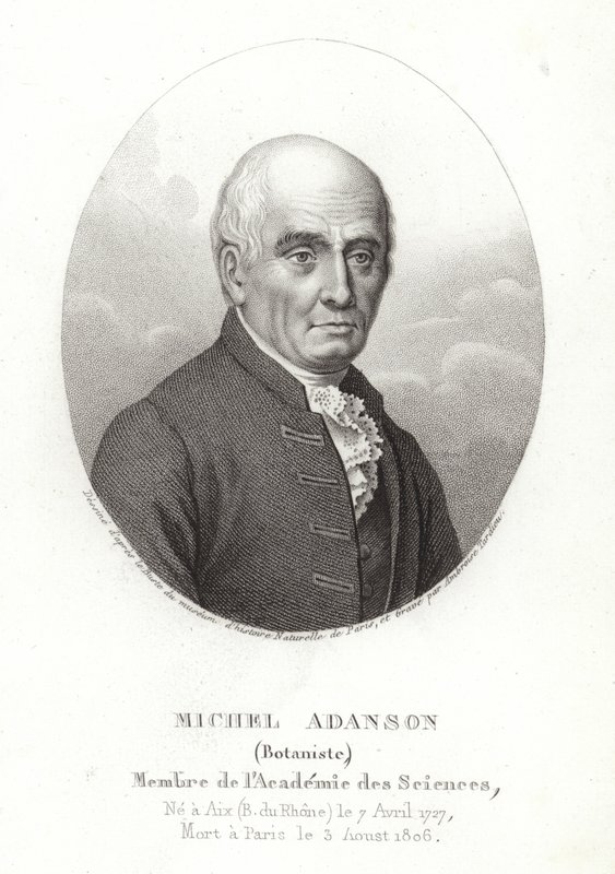 Michel Adanson von French School