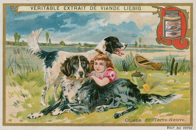Neufundländer von French School