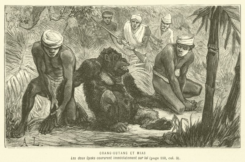 Orang-Utan und Mias von French School
