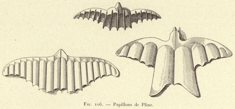 Schmetterlinge von Plinius von French School