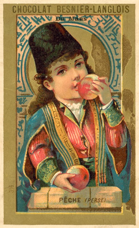 Pfirsiche aus Persien von French School