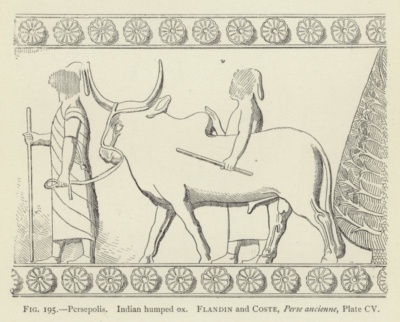 Persepolis, Indischer Buckelrind von French School