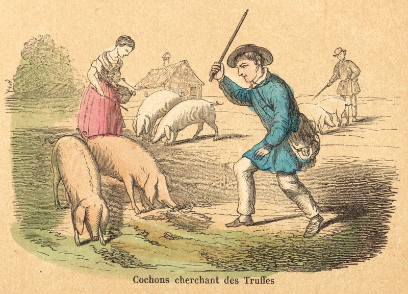 Schwein von French School