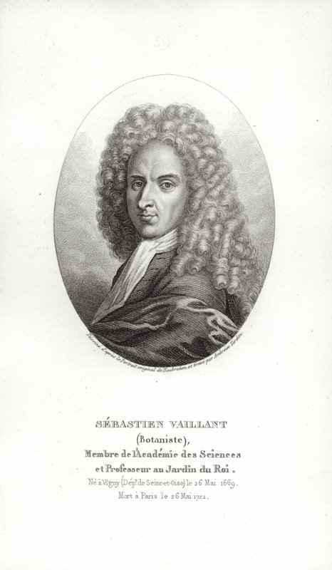 Sébastien Vaillant von French School