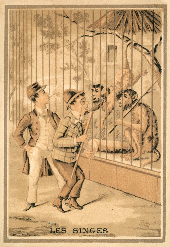 Die Affen (Chromolitho) von French School