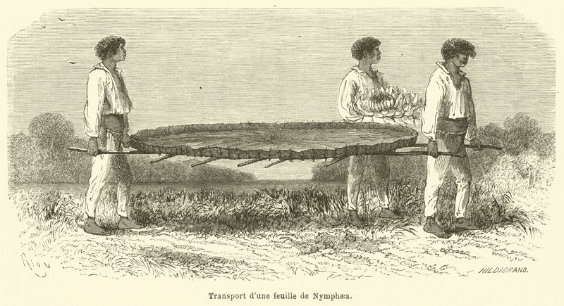 Transport eines Nymphaea-Blattes von French School