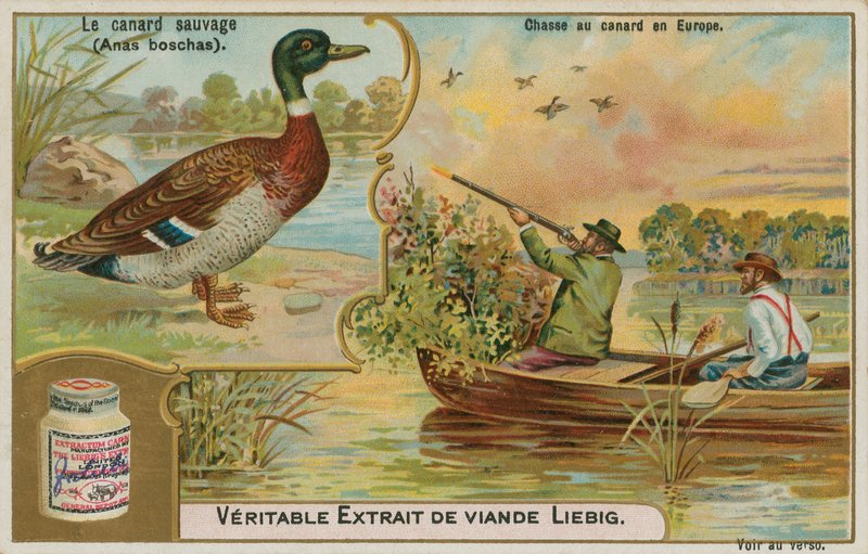 Wildente; Entenjagd in Europa von French School