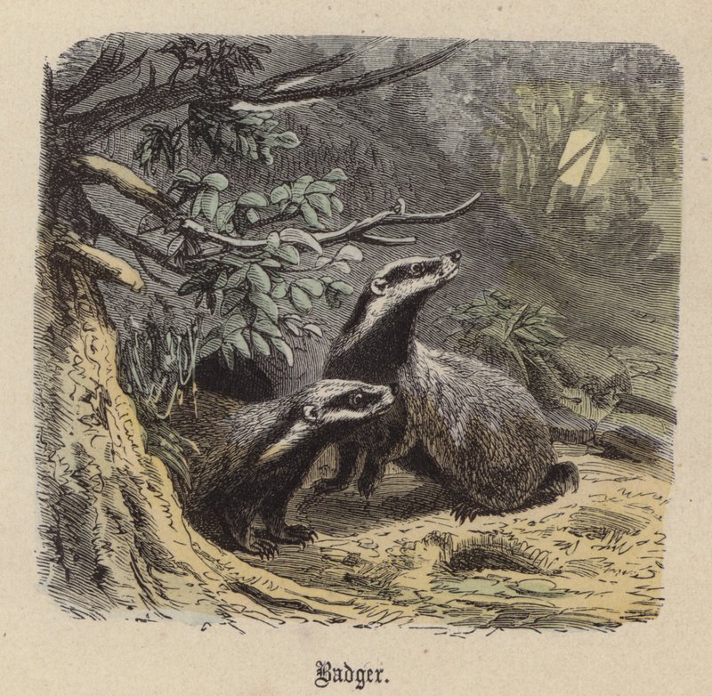 Dachs (kolorierte Gravur) von Friedrich Specht
