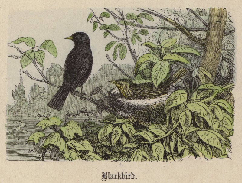 Amsel (kolorierte Gravur) von Friedrich Specht