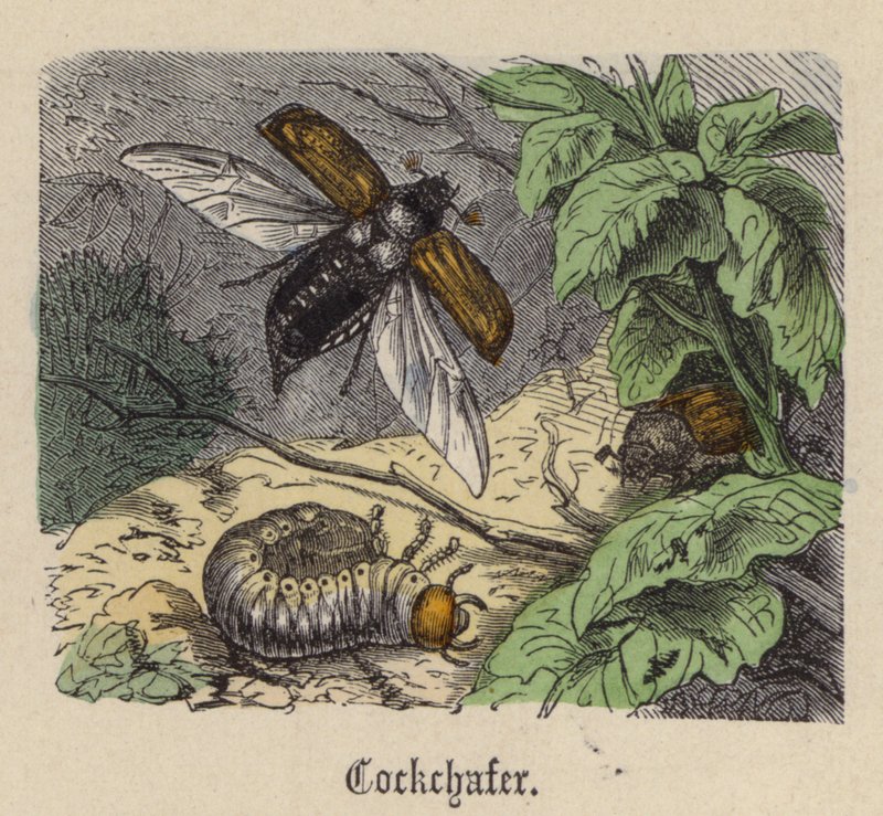 Maikäfer von Friedrich Specht