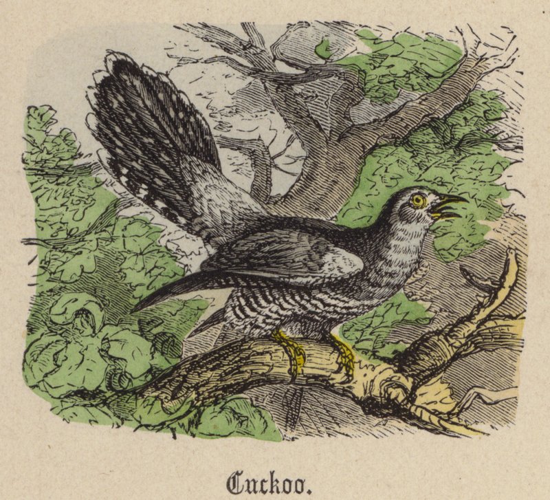 Kuckuck von Friedrich Specht
