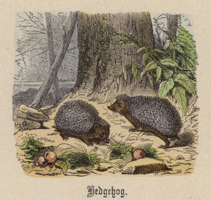 Igel von Friedrich Specht