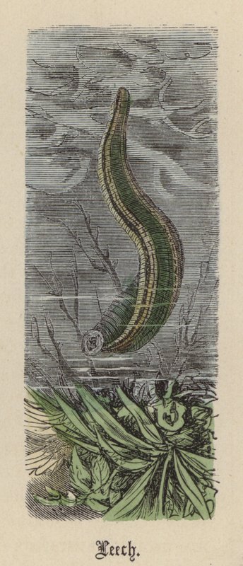 Blutegel von Friedrich Specht