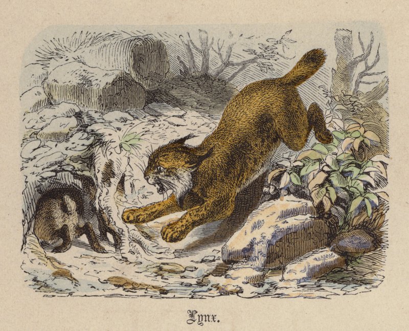 Luchs von Friedrich Specht