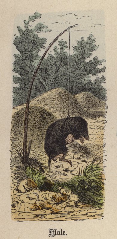 Maulwurf von Friedrich Specht