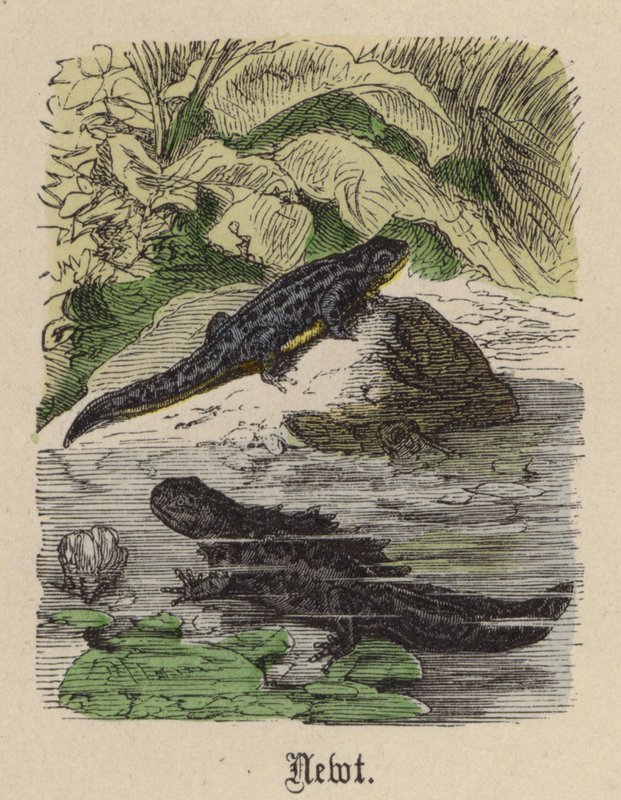 Molch (kolorierte Gravur) von Friedrich Specht