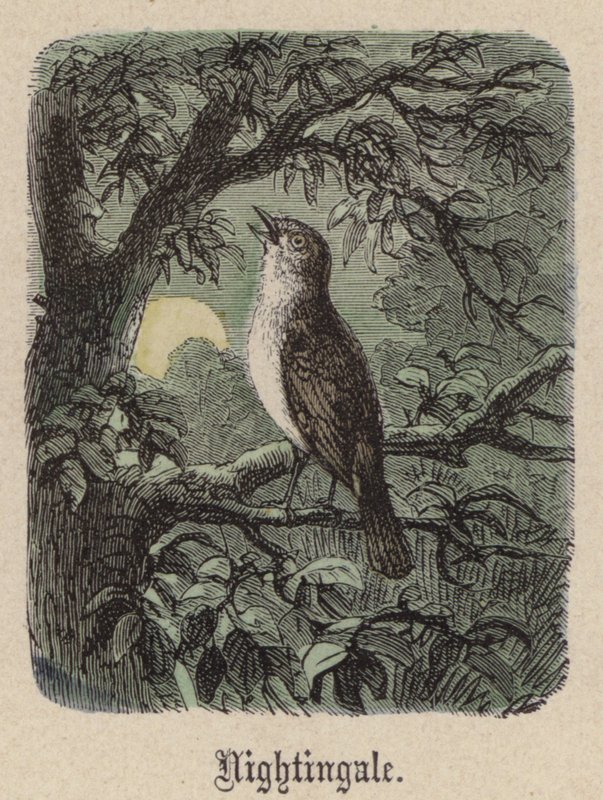 Nachtigall von Friedrich Specht