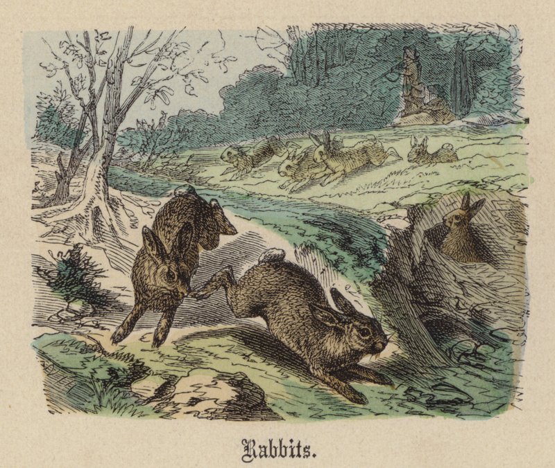 Kaninchen von Friedrich Specht