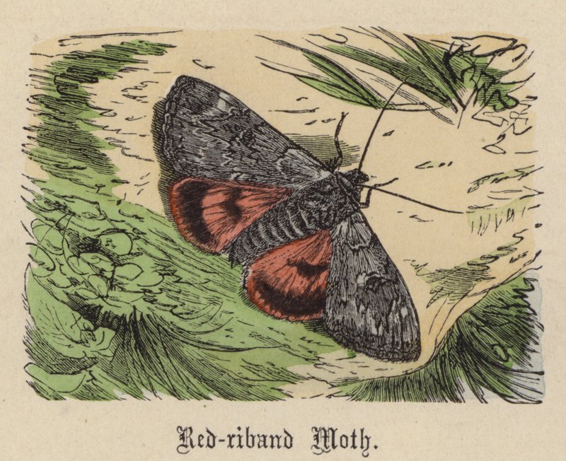 Rotbandfalter (kolorierte Gravur) von Friedrich Specht