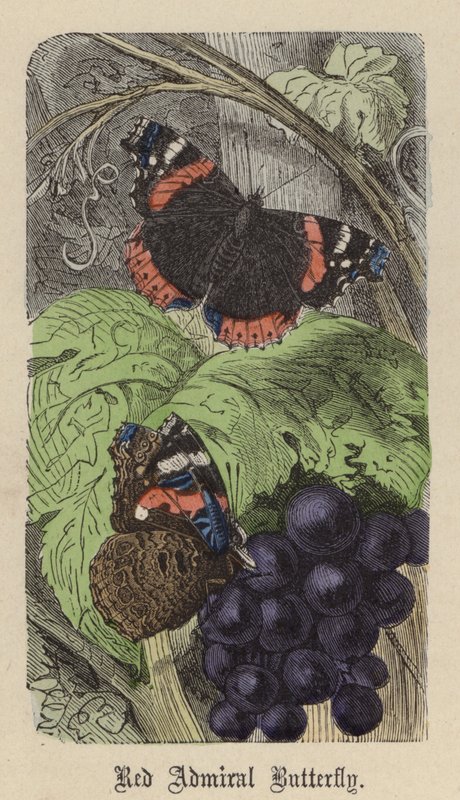 Admiralfalter (kolorierte Gravur) von Friedrich Specht