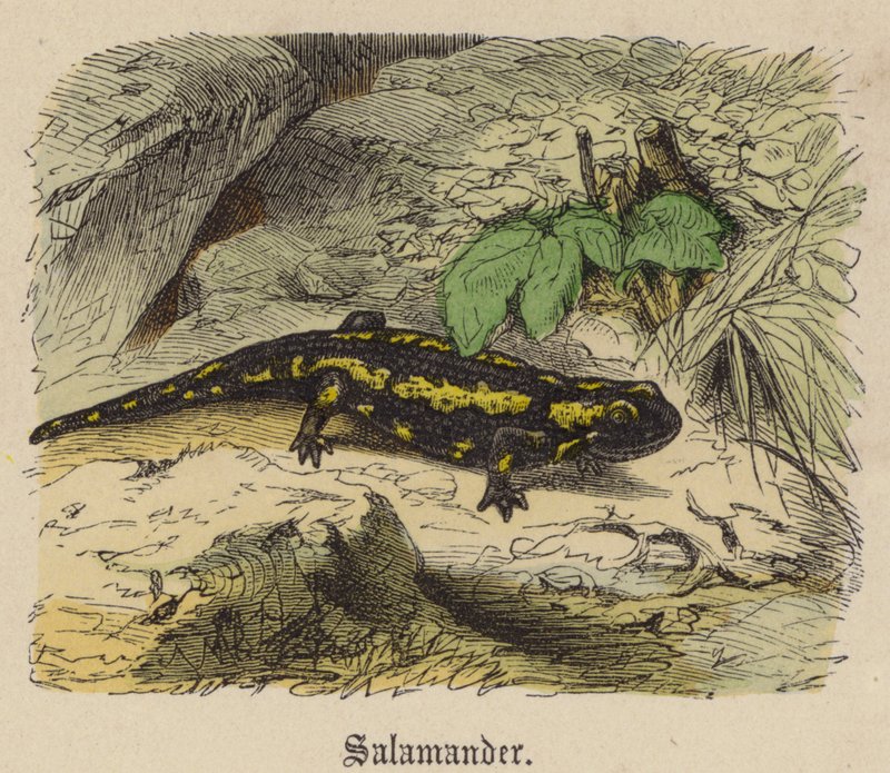 Salamander von Friedrich Specht