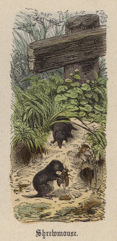 Spitzmaus von Friedrich Specht