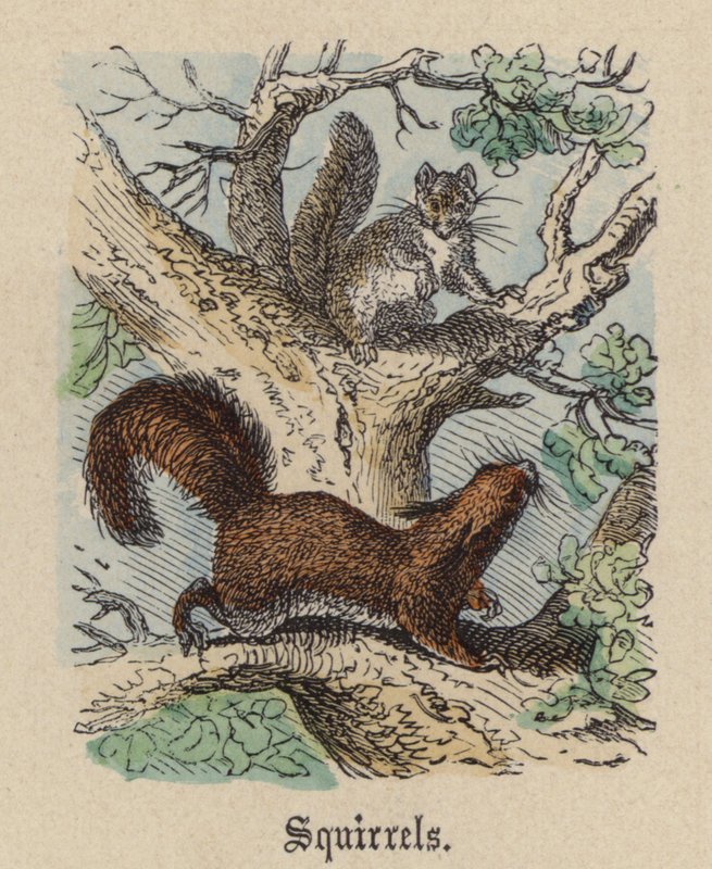 Eichhörnchen von Friedrich Specht