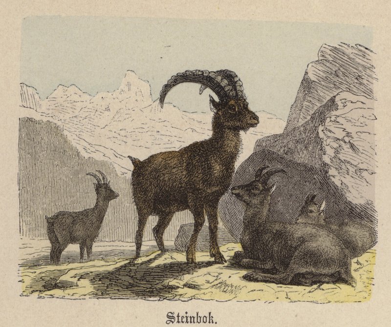 Steinbock von Friedrich Specht