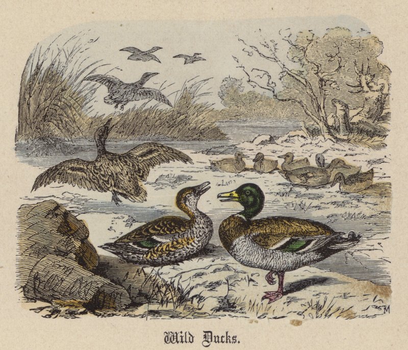 Wildenten von Friedrich Specht