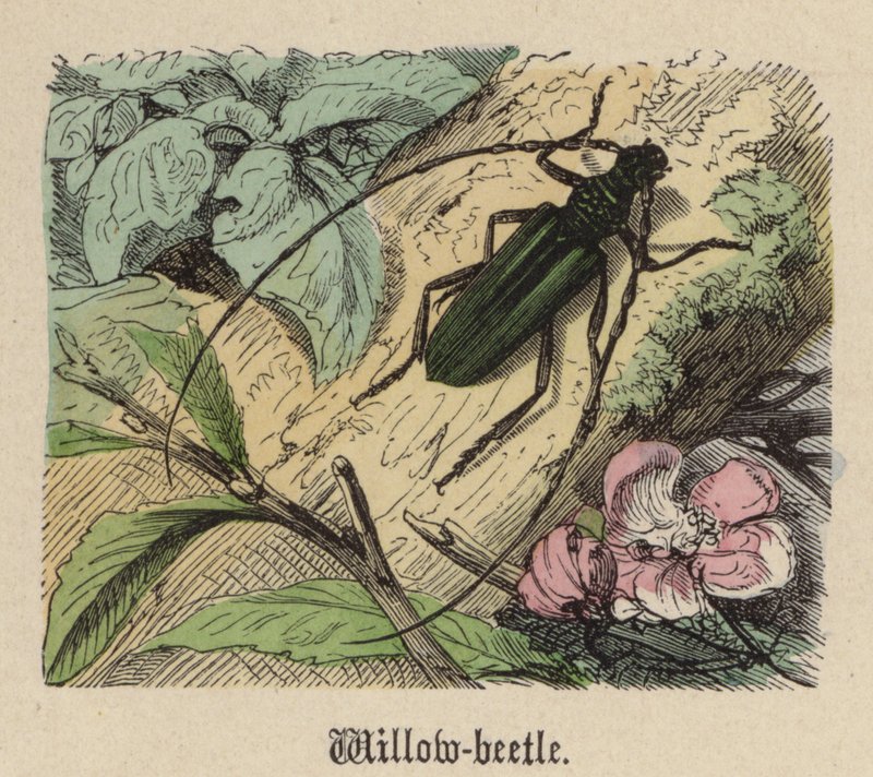 Weidenkäfer von Friedrich Specht