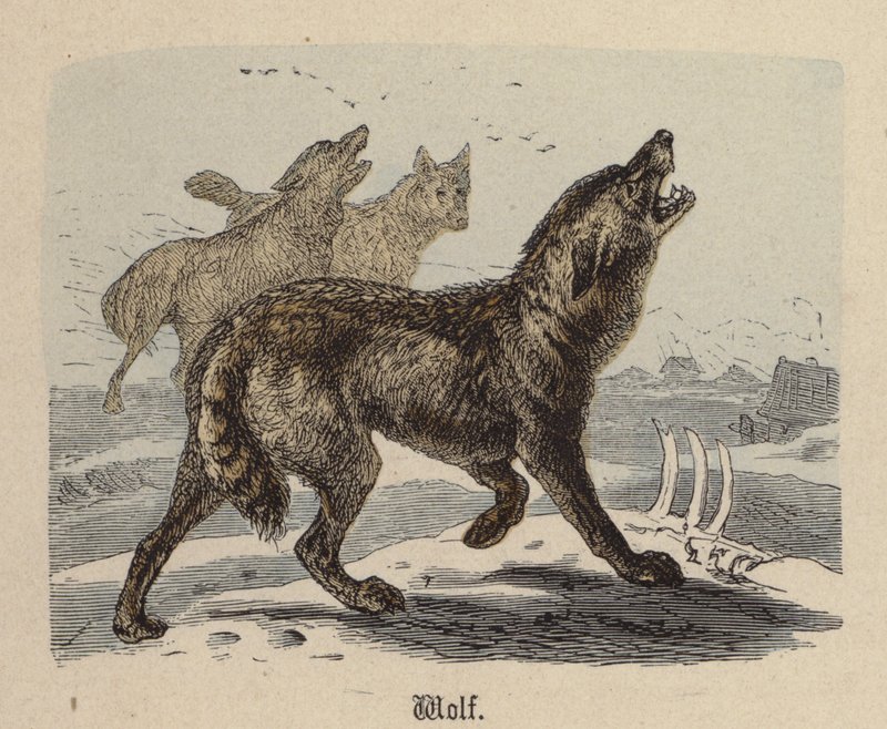 Wolf von Friedrich Specht