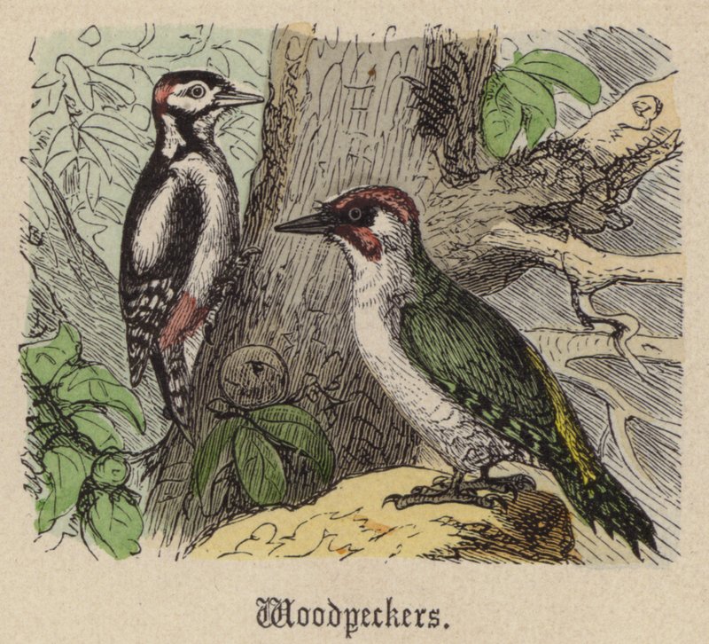 Spechte von Friedrich Specht