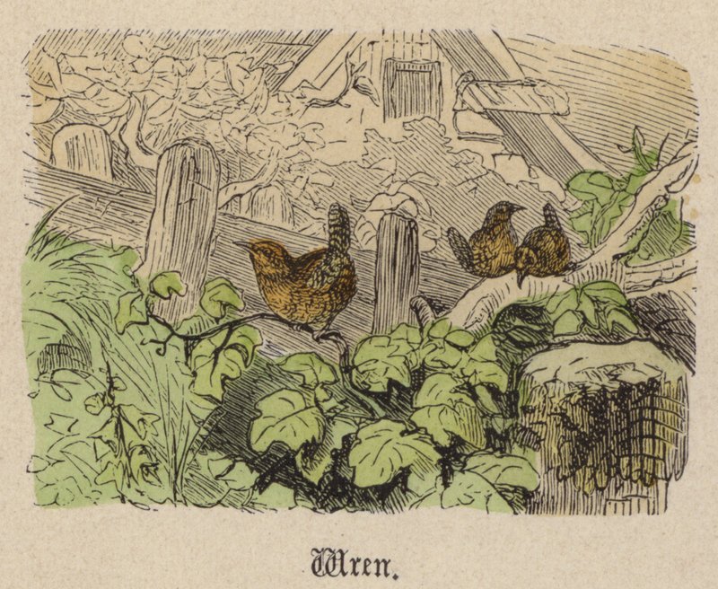 Zaunkönig von Friedrich Specht