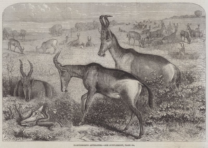Hartebeest-Antilopen von Friedrich Wilhelm Keyl