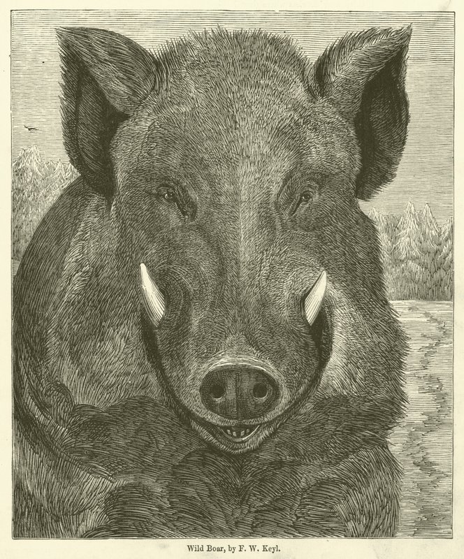 Wildschwein von Friedrich Wilhelm Keyl