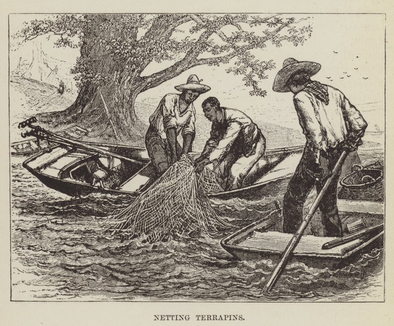 Terrapins fangen von George Augustus Sala