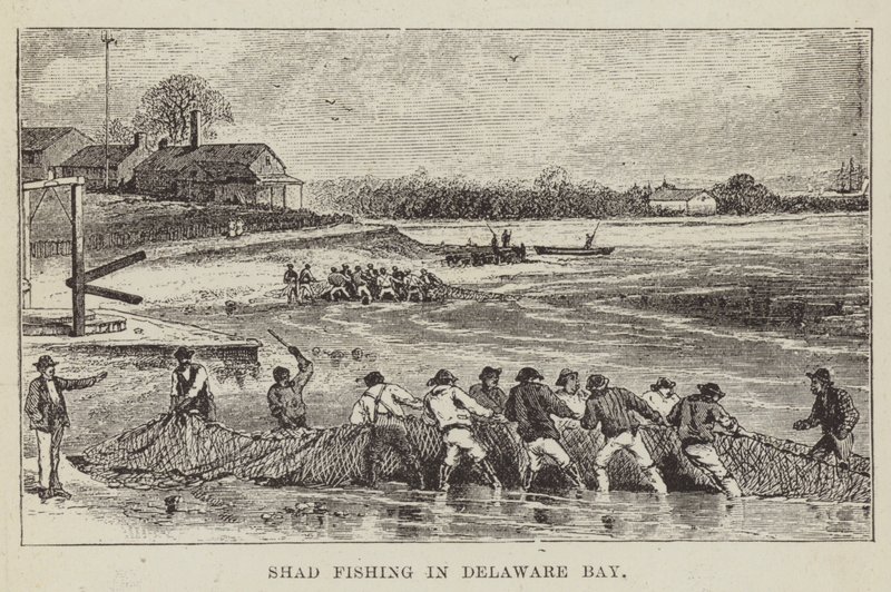 Shad-Fischerei in der Delaware Bay von George Augustus Sala