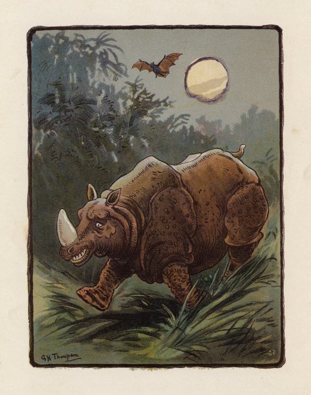 Nashorn von George Henry Thompson