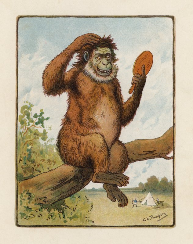 Der Affe (Farblithografie) von George Henry Thompson